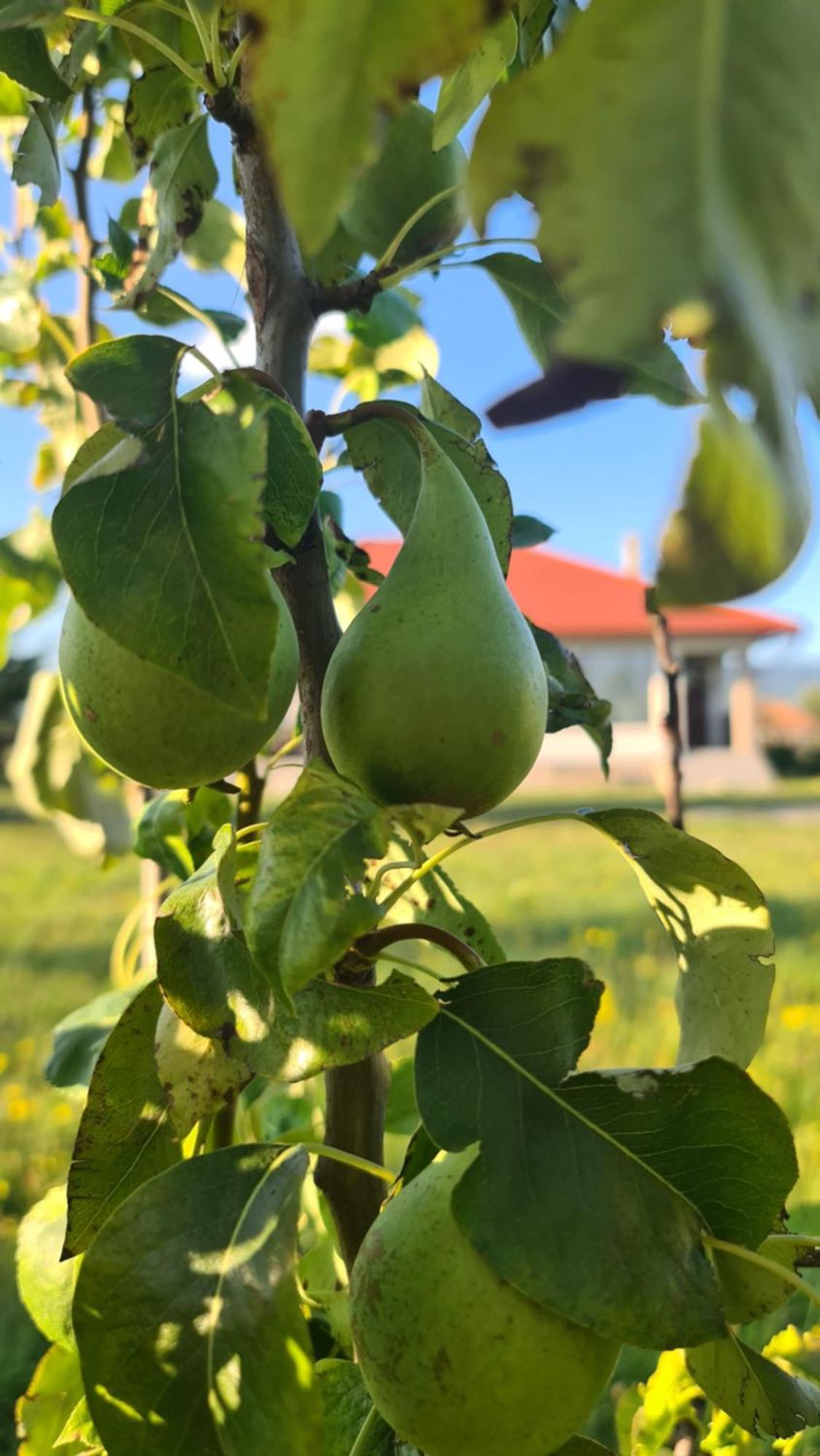 Kavicshaz Villa Vlahita Bagian luar foto